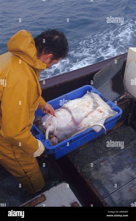 North Sea fishing offshore from Lowestoft, Suffolk, UK Stock Photo ...