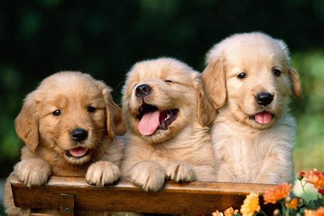 Wallpaper Picture Of Dogs