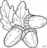 Acorns coloring Page  Free Printable Coloring Pages sketch template