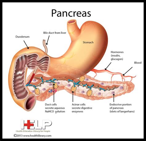 Pancreas | Human anatomy and physiology, Medical anatomy, Anatomy