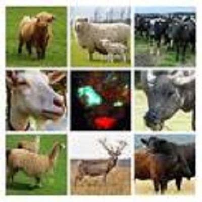 Comprehensive Ruminants Farming Guide