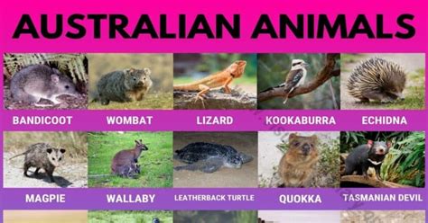 Australian Animals: List of 30 Famous Animals in Australia - Visual Dictionary