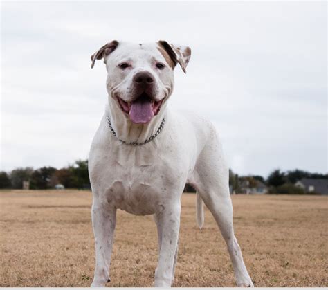 Dogo Argentino Adoption in Montreal, QC: Dogo Argentino Puppies for ...