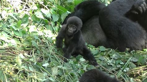 Baby Mountain Gorillas in Uganda - YouTube