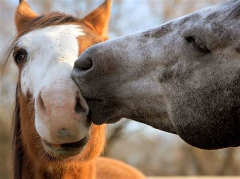 Animal pictures: 17 Adorable pictures of animals kissing | Amazing ...