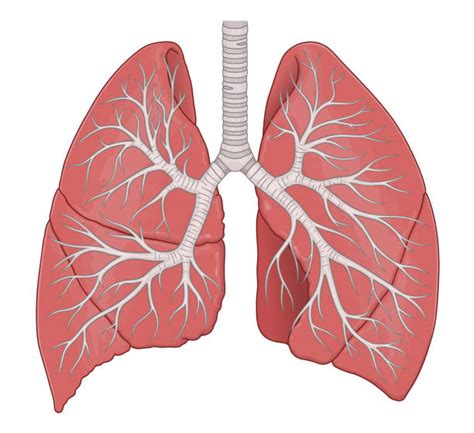 310+ Diagram Of The Human Respiratory System Drawing Stock Photos, Pictures & Royalty-Free ...