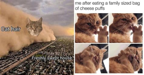 40 Purrrrfect Cat Memes To Make Your Caturday Absolutely Claw-Some