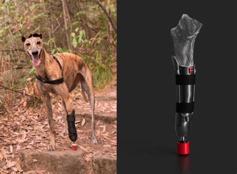 Meet Australia’s first pup with a 3D printed prosthetic leg | In the Fold