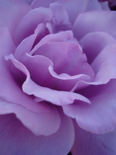 Rose Garden, photo by B.Engberg | Rose, Beautiful flowers, Purple roses