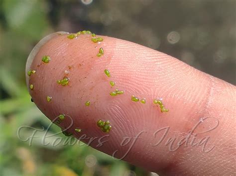 Wolffia microscopica - Indian Duckweed