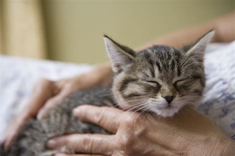 Why Do Cats Purr? Meaning & Effects