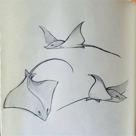 Image result for stingray drawing | Tattoo art drawings, Stingray tattoo, Drawings