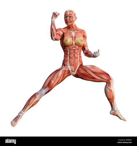 3D Rendering Female Anatomy Figure on White Stock Photo - Alamy