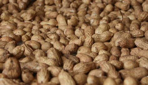 Creating decay- and disease-resistant peanuts to feed growing ...