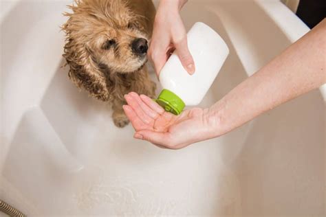 Best Dog Shampoo For Dry Skin - OodleLife®