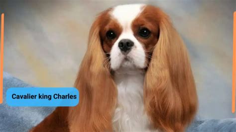 Cavalier King Charles Spaniel- Classification, Appearance, Habitat, and ...