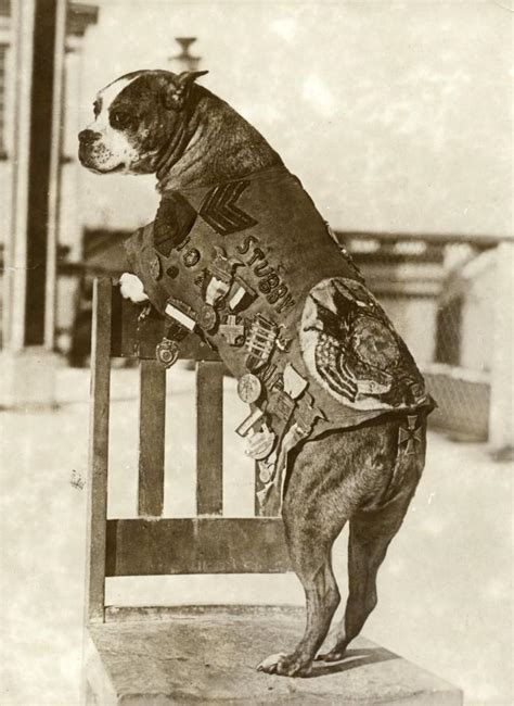 Sergeant Stubby - America's first war dog - The Vintage News