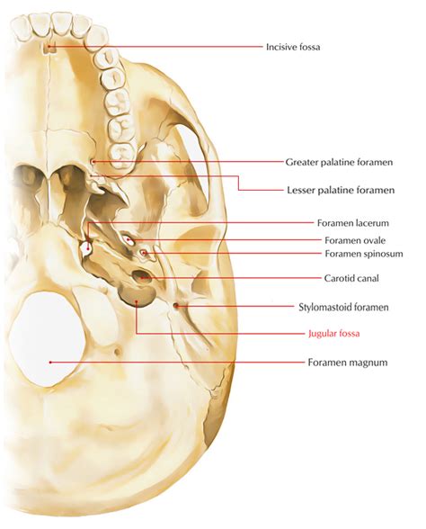 Jugular Fossa – Earth's Lab