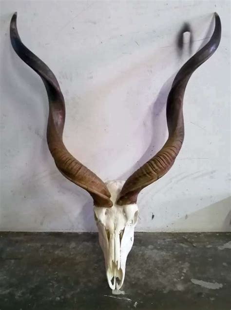 African Kudu skull and horns