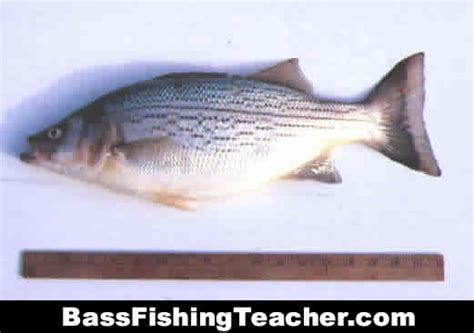 Hybrid Striped Bass Fishing - Bass Fishing Teacher