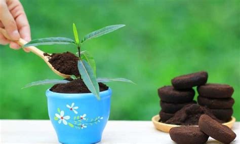 Coffee Grounds As Fertilizer: Use And Benefits Of Home Product