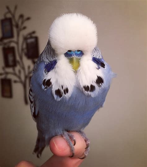 A Little Budgie Told Me: 15. OSCAR!!