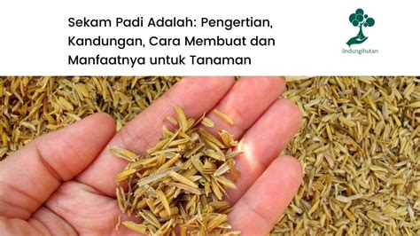 Sekam Padi: Pengertian, Cara Membuat & Manfaat Bagi Tanaman