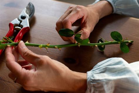 How to Propagate Roses From Stem Cuttings