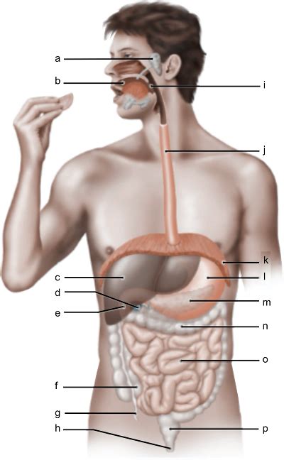 Human Digestive System Diagram Without Labels