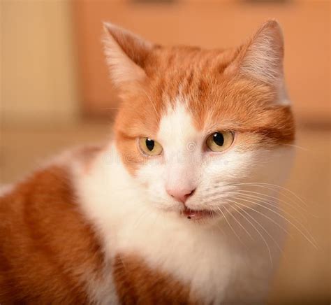 Ginger and white cat stock photo. Image of ginger, head - 30149162