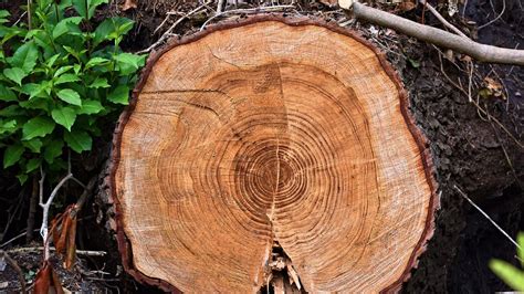 Tree Rings Reveal How Ancient Forests Were Managed - EcoWatch