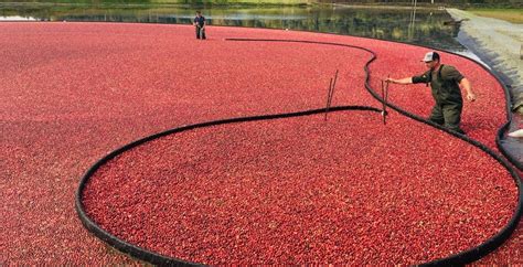 You can plunge into a sea of cranberries near Vancouver this fall ...