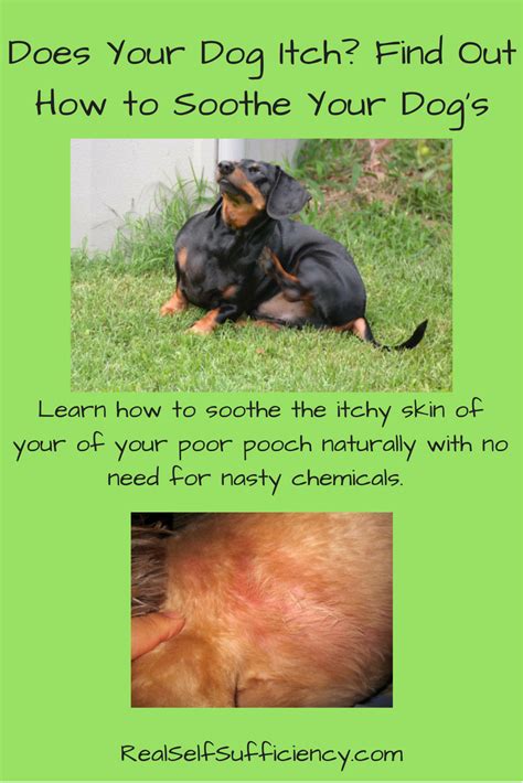Learn how to soothe the itchy skin of your poor pooch naturally with no need for nasty chemicals ...