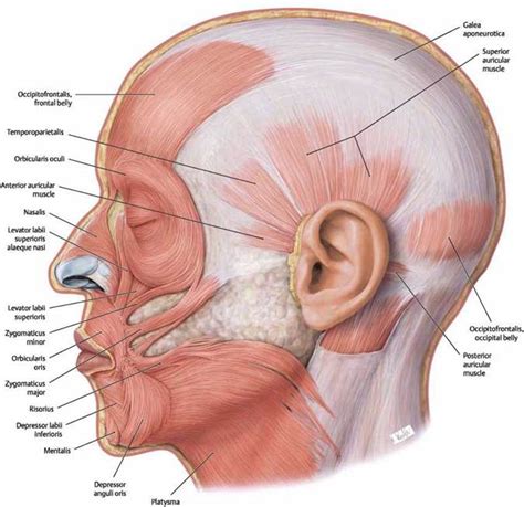 Muscles of the head - Atlas of Anatomy. Head and Neuroanatomy. Michael Schuenke