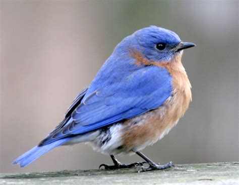 Eastern Bluebird--male | It was a cold afternoon and several… | Flickr