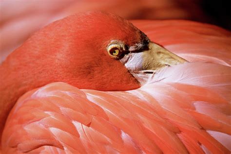 Close-up Of Pink Flamingo Resting Head by Medioimages/photodisc