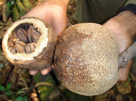 What are Brazil Nuts – How Brazil Nuts Grow? - Nutsaholic