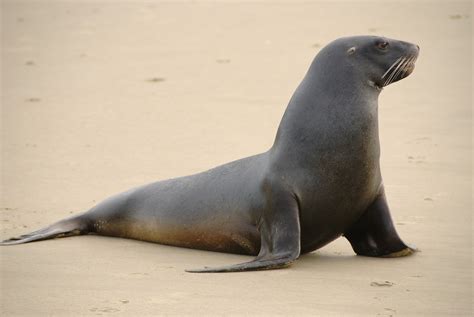Sea Lion on sand • Victoria Kayak Tours & Rentals
