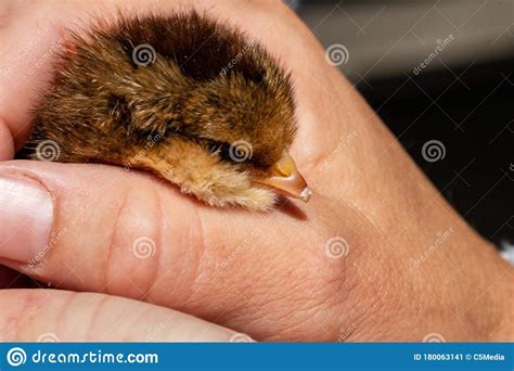 Close-up Image of Egg Tooth on Newborn Chick Stock Image - Image of fowl, closeup: 180063141