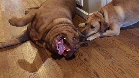 French Mastiff/Lab and Beagle/Lab mix wrestling playing - YouTube