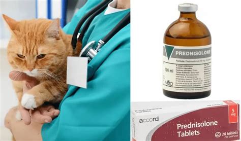 Prednisone Prednisolone For Cats | Dosage Chart