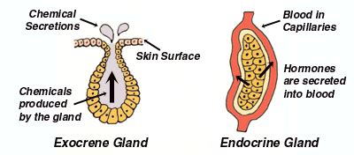 9. Endocrine system - BIOLOGY4ISC