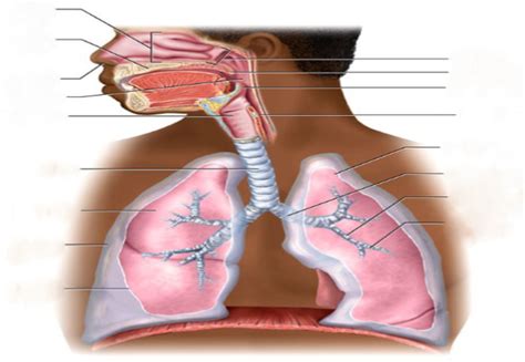 Respiratory System Anatomy 1 Diagram | Quizlet