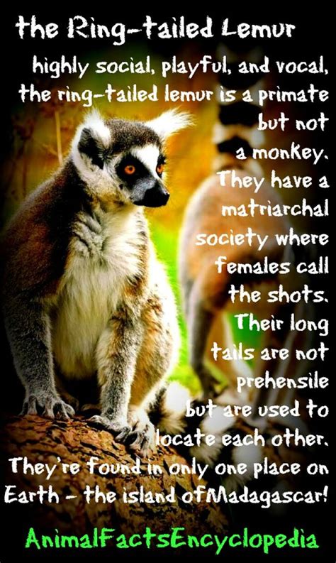 Lemur Facts - Animal Facts Encyclopedia