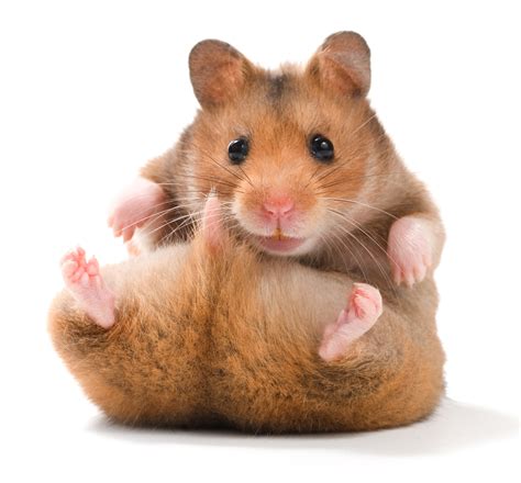 Hamster Breeds: Types of Hamsters - HubPages