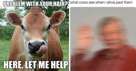 Cool Calm And Collected Memes Of Cows Living Their Best Lives As ...