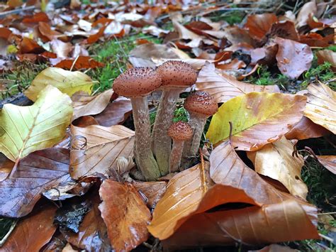 Armillaria ostoyae: Identification, Look-Alikes, Health Benefits, Pet ...