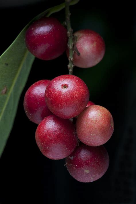 Antidesma bunius fruit | Antidesma bunius. Common Name - Her… | Flickr