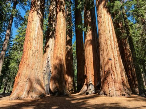 Sequoia vs Redwood National Park: which is better to visit? - LazyTrips