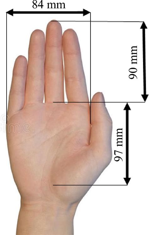 Average Mexican hand dimensions (palm width, palm length, and index... | Download Scientific Diagram